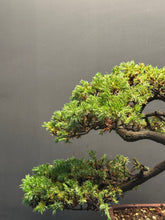 將圖片載入圖庫檢視器 日本🇯🇵珍珠柏Juniperus chinensis L.(附上影片)
