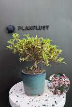Load images into the gallery viewer Japan🇯🇵Satsuki Azalea Rhododendron
