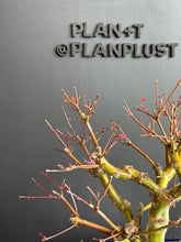 將圖片載入圖庫檢視器 日本🇯🇵紅葉 出猩々 岀猩猩Deshojo (附上影片)
