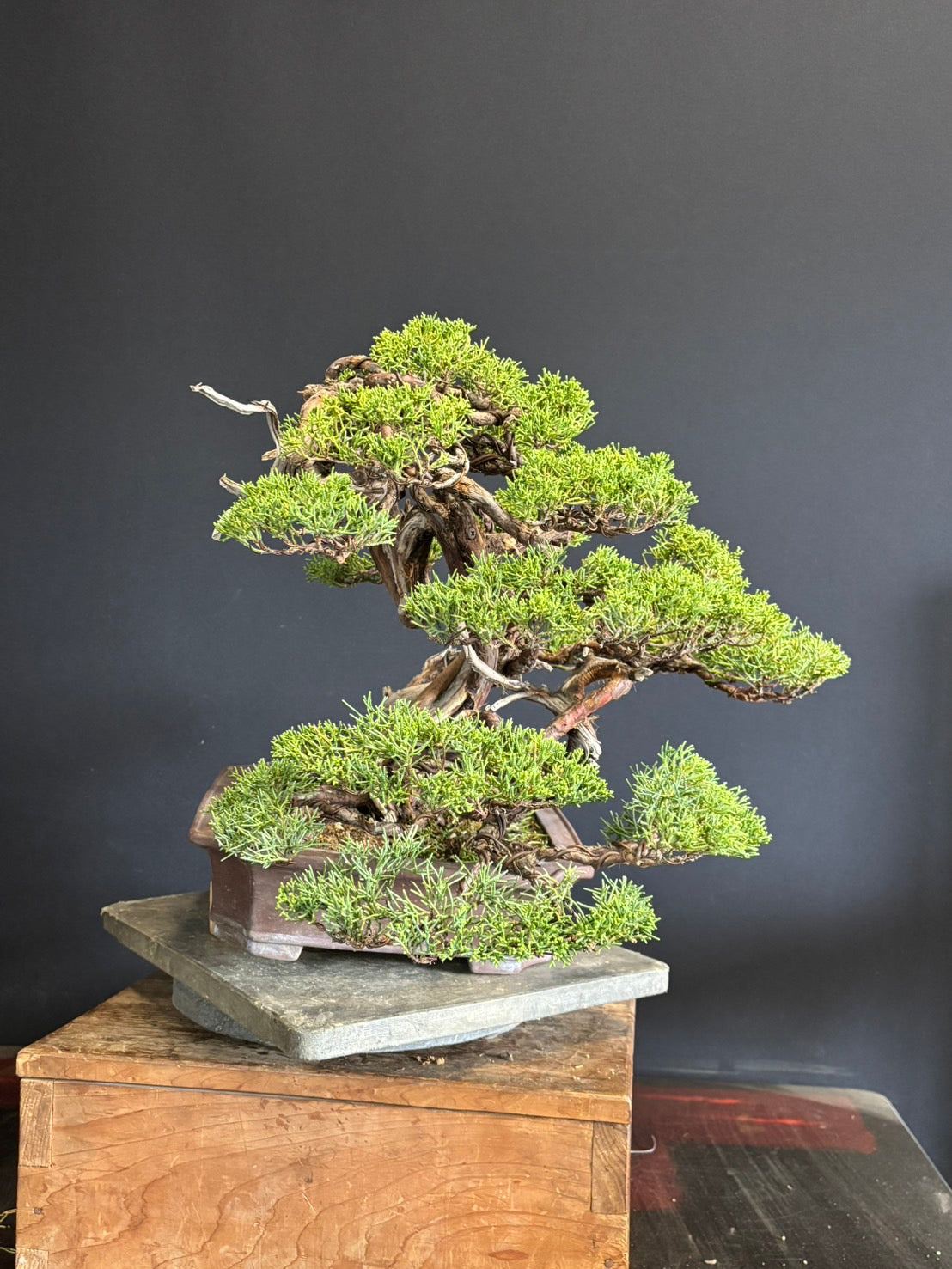 日本糸魚川真柏盆景 高45cm 樹齡約40年 實拍3 - PLAN+T