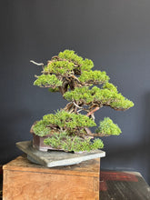Load images into the gallery viewer Pre-order Japan🇯🇵Japanese Itoigawa Shimpaku (with video)
