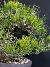 Load image into Gallery viewer, Japan🇯🇵Yamadori Black Pine (video attached)
