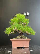 將圖片載入圖庫檢視器 日本🇯🇵黑松Black Pine / Pinus Thunbergii(附上影片)
