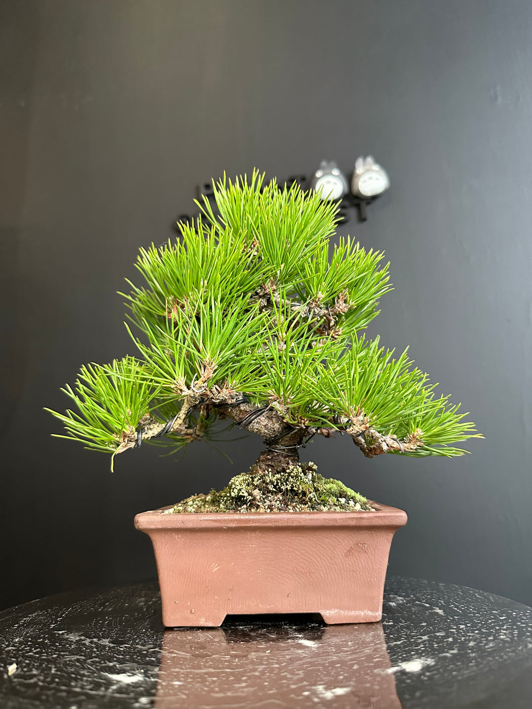 日本🇯🇵黑松Black Pine / Pinus Thunbergii(附上影片)