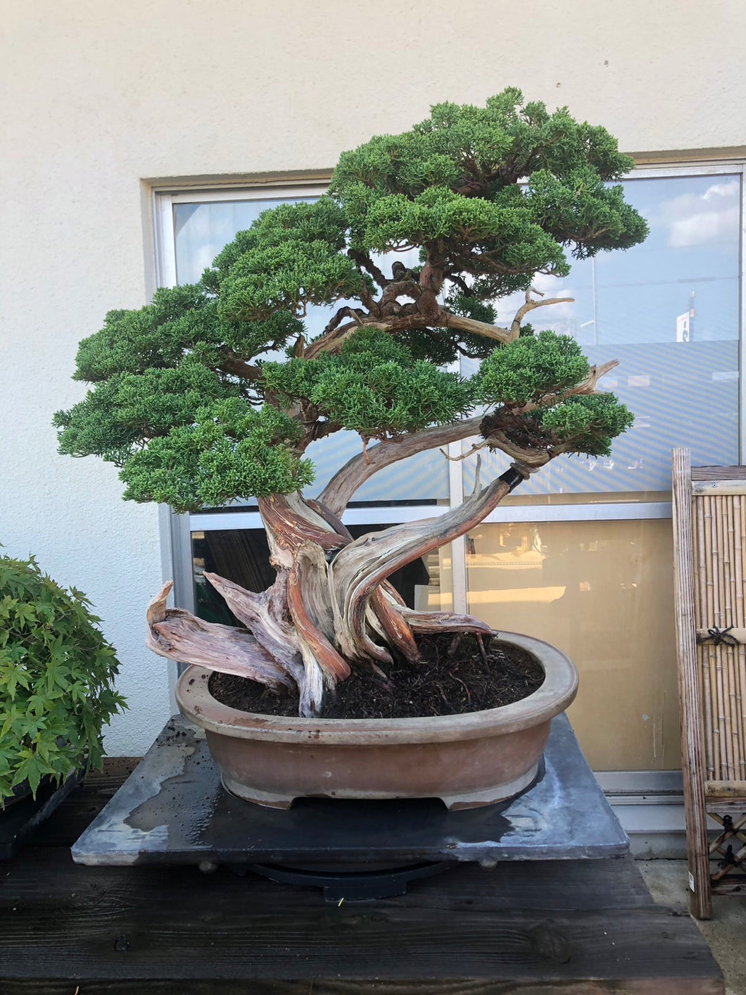 預訂日本🇯🇵山採糸魚川真柏 Japanese Yamadori Itoigawa Shimpaku(附上影片)