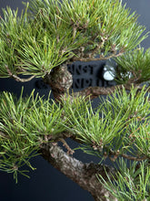 將圖片載入圖庫檢視器 日本🇯🇵黑松 Black Pine (附上影片)
