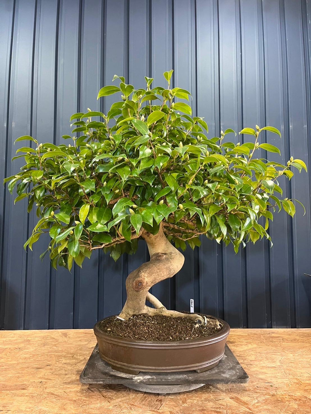 預訂日本🇯🇵山茶花 岀雲大社 椿 高87cm Camellia sasanqua (附上影片)