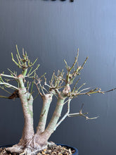 將圖片載入圖庫檢視器 日本🇯🇵もみじ紅葉Acer Palmatum 已落葉 (附上影片)
