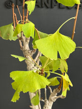 Loading images into the library viewer Japan🇯🇵Ginkgo Biloba (with video)
