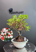 將圖片載入圖庫檢視器 日本🇯🇵皐月杜鵑 萌Satsuki Azalea Rhododendron(附上影片)
