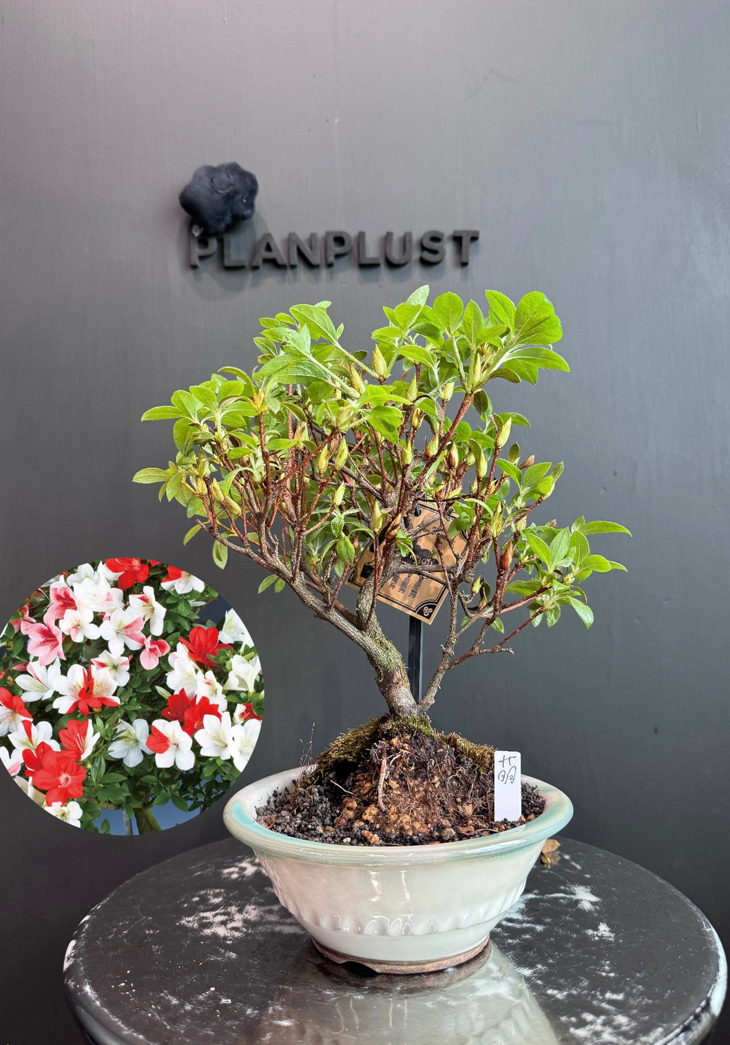Japan🇯🇵Satsuki Azalea Rhododendron (with video) – BONSAI PLAN+T