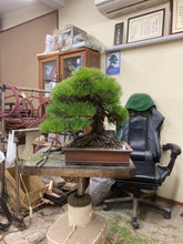 將圖片載入圖庫檢視器 預購日本🇯🇵山採黑松 Yamadori Black Pine (附上影片)
