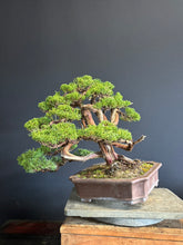 Load images into the gallery viewer Pre-order Japan🇯🇵Japanese Itoigawa Shimpaku (with video)
