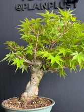 將圖片載入圖庫檢視器 日本🇯🇵楓葉 紅葉 もみじAcer palmatum (附上影片)
