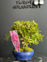 Load image into Gallery viewer, 日本🇯🇵皐月杜鵑 唐獅子牡丹 Satsuki azalea Rhododendron
