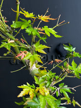 將圖片載入圖庫檢視器 日本🇯🇵楓葉 紅葉 もみじAcer palmatum (附上影片)
