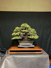 將圖片載入圖庫檢視器 預購日本🇯🇵五葉松 Yamadori Japanese White Pine (附上影片)
