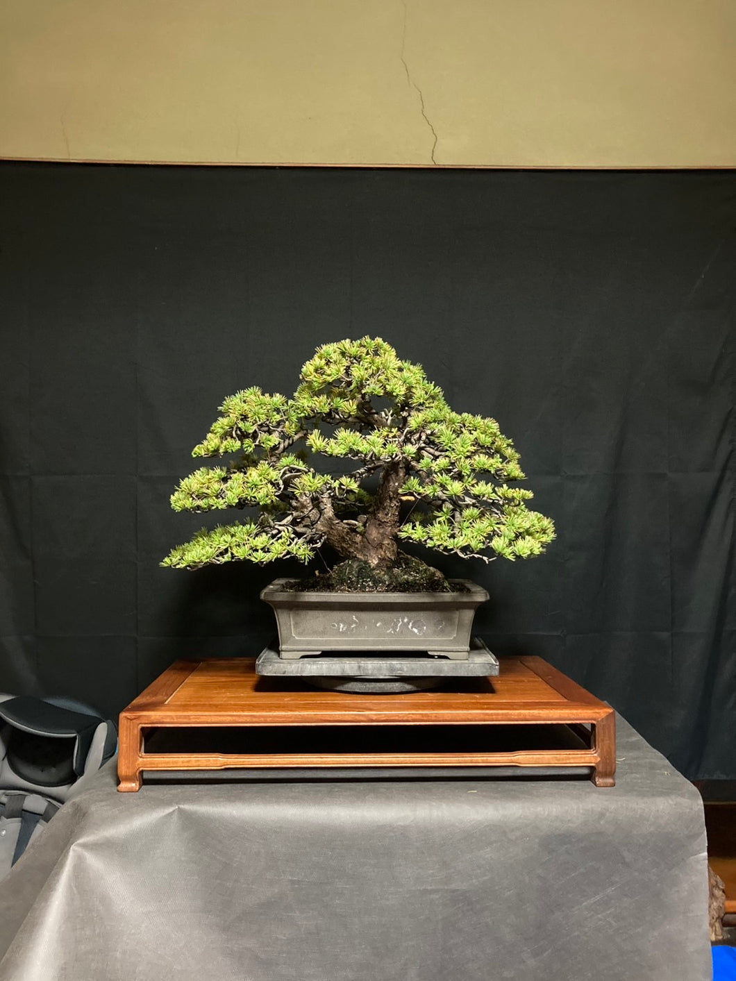 預購日本🇯🇵五葉松 Yamadori Japanese White Pine (附上影片)