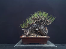 將圖片載入圖庫檢視器 預購日本🇯🇵山採黑松 Yamadori Black Pine
