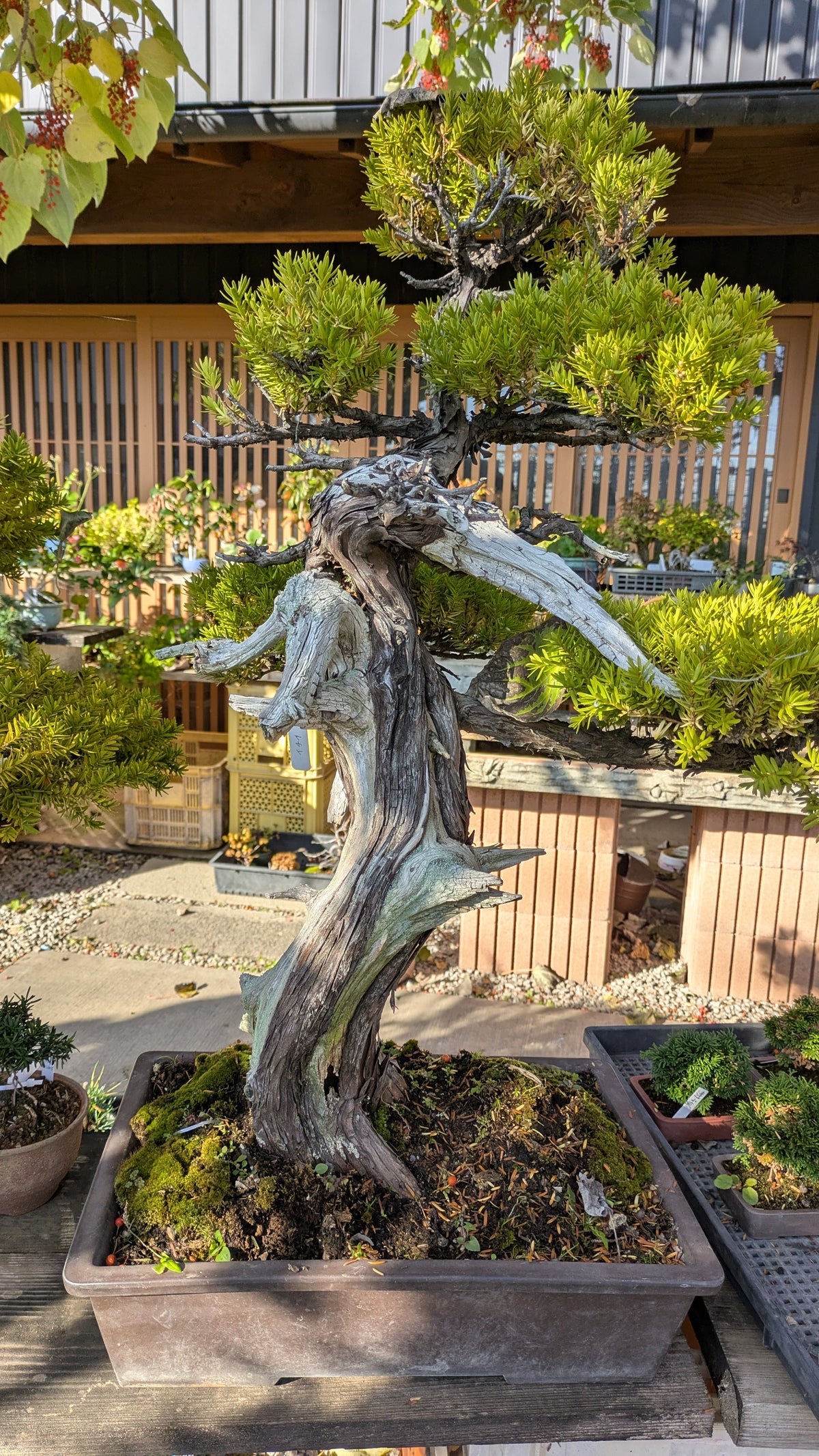 預購日本🇯🇵一位 Taxus Cuspidata (附上影片)