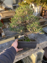 將圖片載入圖庫檢視器 預購日本🇯🇵黑松 壽 稀有Black Pine (附上影片)
