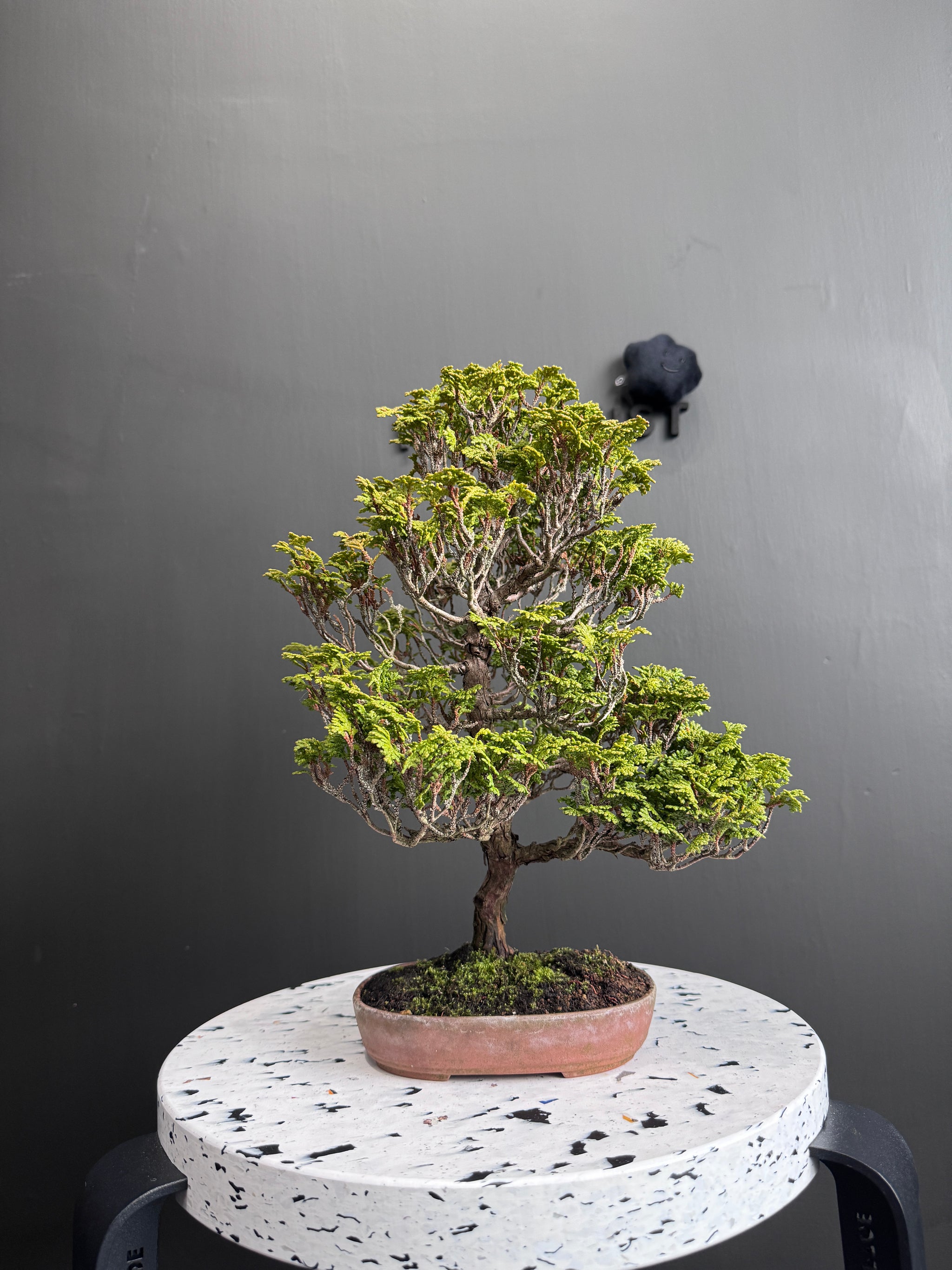 香港網上日本盆景專門店BONSAI PLAN+T 現貨日本檜木盆栽