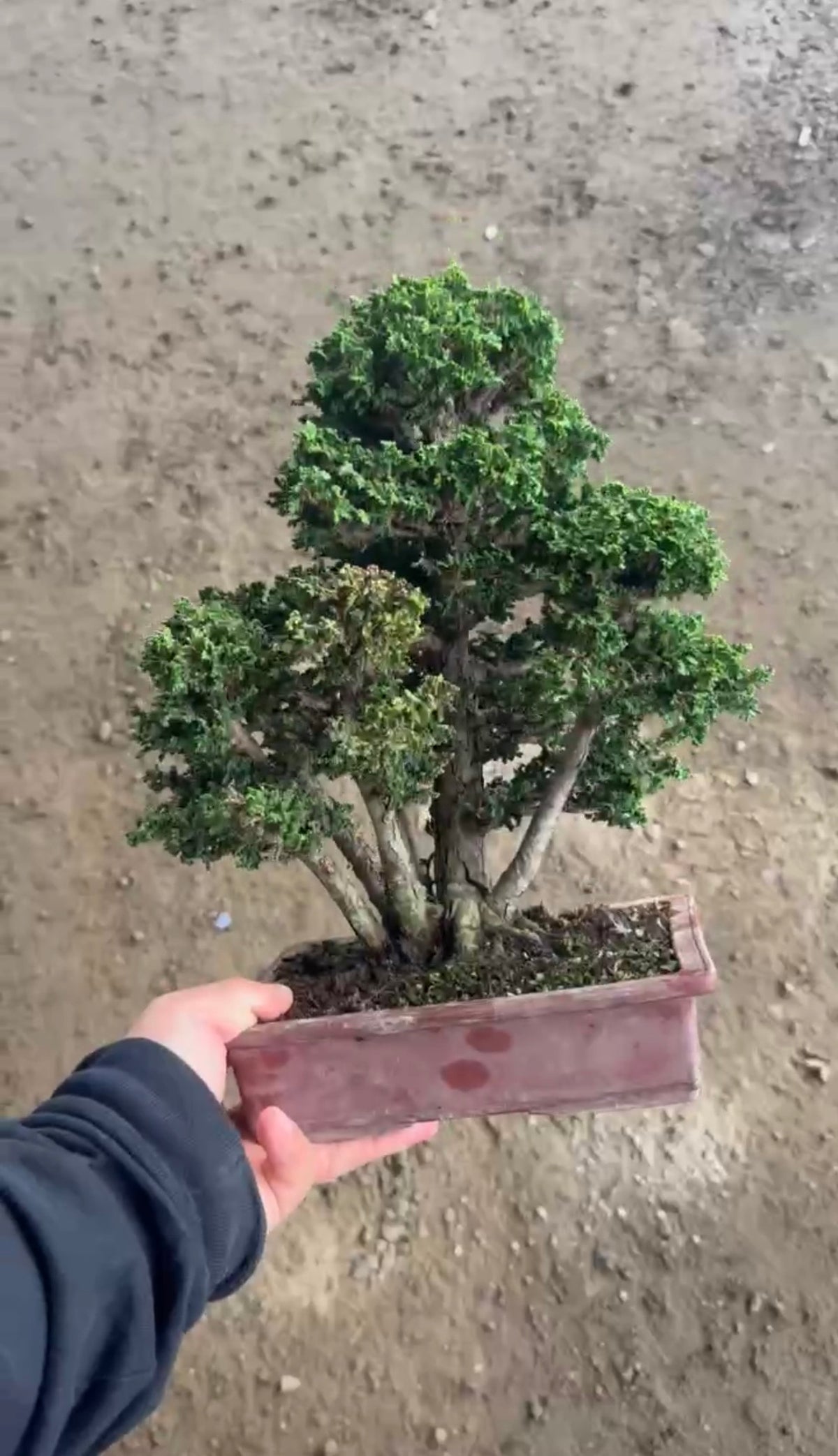日本石化檜