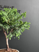 將圖片載入圖庫檢視器 日本🇯🇵津山檜Hinoki Chamaecyparis Obtusa(附上影片)
