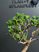Load an image into the library viewer Japan🇯🇵Sekka Hinoki Cypress (with video)
