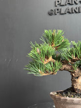 將圖片載入圖庫檢視器 日本🇯🇵黑松 千壽丸 Japanese Black Pine (附上影片)
