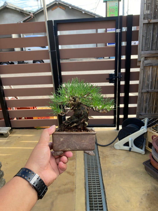 日本小品黑松盆景 高15cm 樹齡約30年 實拍 - PLAN+T