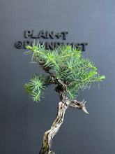 Load an image into the library viewer Japan🇯🇵Juniper Juniperus Rigida (video included)
