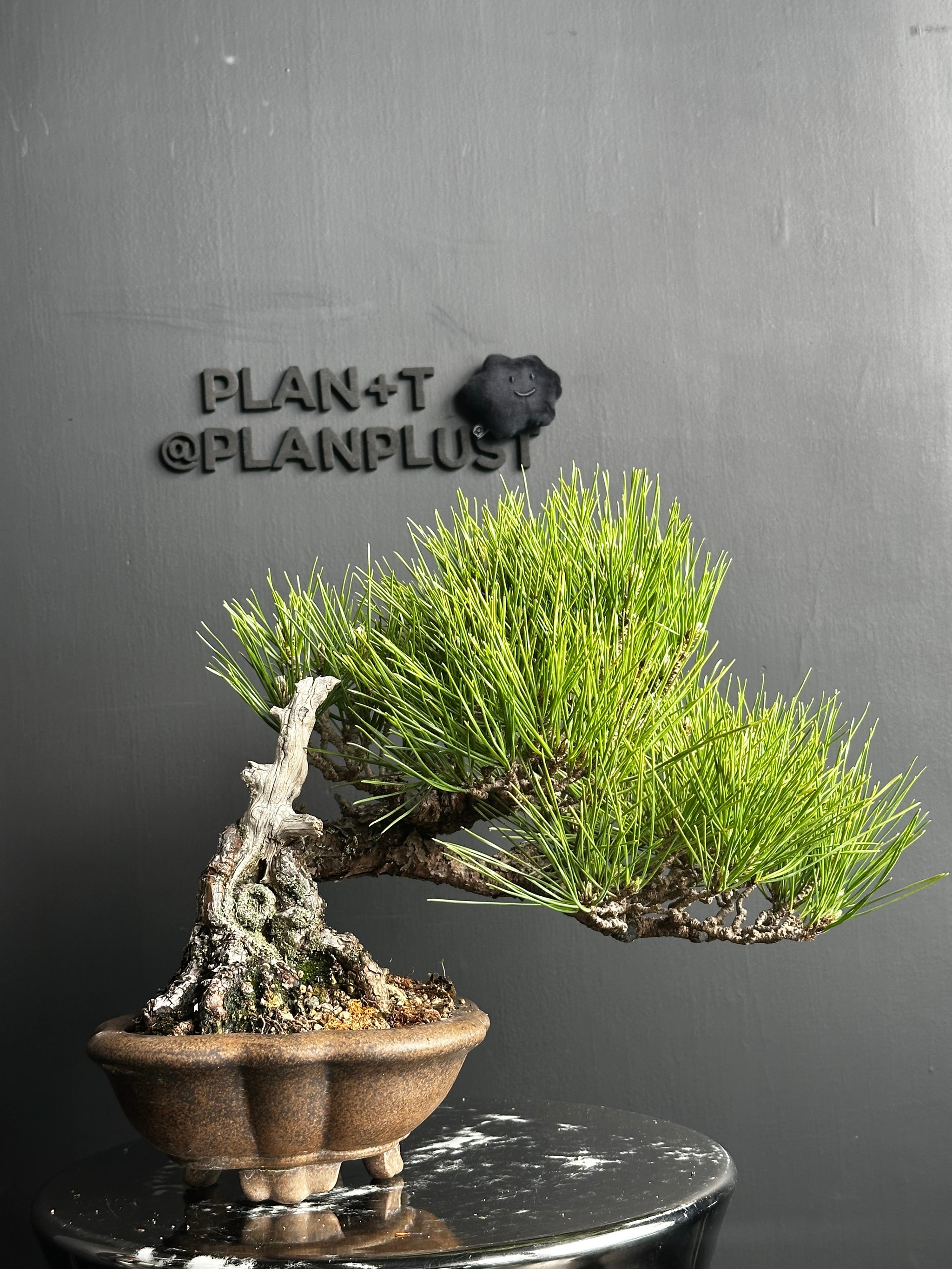 香港網上日本盆景專門店BONSAI PLAN+T 現貨日本松樹盆栽