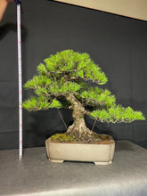 Load an image into the library viewer Pre-order Japan🇯🇵Black Pine Harvesting (Video Attached)
