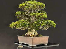 Load images into the gallery viewer 預購日本🇯🇵皐月杜鵑 ツツキ Satsuki Azalea Rhododendron
