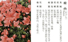 Load image into Gallery viewer, Japan🇯🇵Satsuki azalea Rhododendron (video attached)
