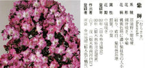 Load image into Gallery viewer, 預購日本🇯🇵皐月杜鵑 紫輝Satsuki azalea Rhododendron (附上影片)
