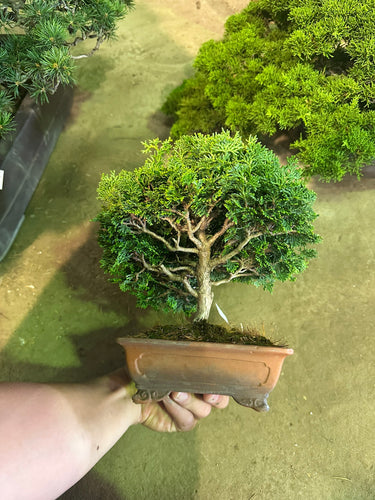 香港網上日本盆景專門店BONSAI PLAN+T 預購日本檜木盆栽