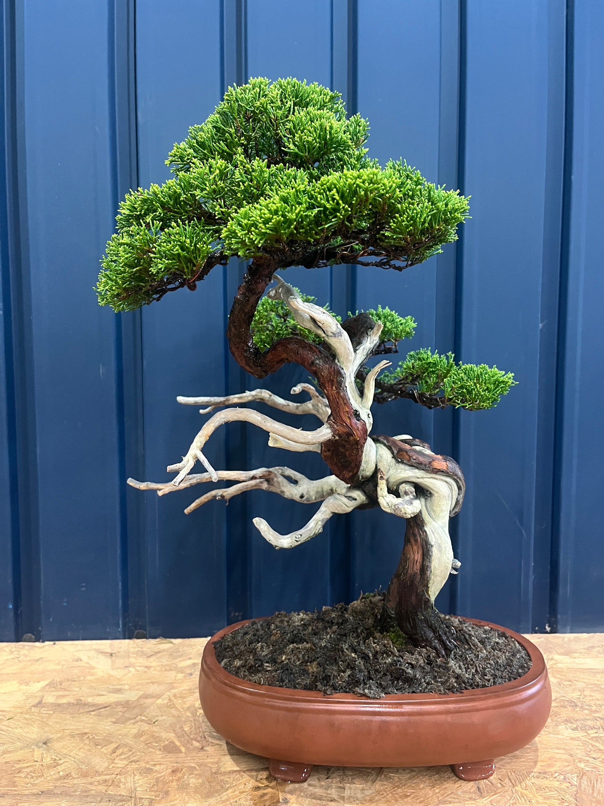 香港網上日本盆景專門店BONSAI PLAN+T預購日本真柏類