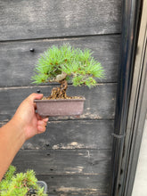 將圖片載入圖庫檢視器 預購日本🇯🇵五葉松 Japanese White Pine (附上影片)

