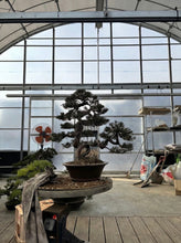 將圖片載入圖庫檢視器 預購日本🇯🇵糸魚川真柏 Japanese Itoigawa Shimpaku (附上影片)
