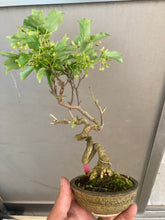 將圖片載入圖庫檢視器 預購日本🇯🇵宮様楓Miyasama Kaede (附上影片)
