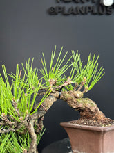 將圖片載入圖庫檢視器 日本🇯🇵黑松Black Pine / Pinus Thunbergii(附上影片)
