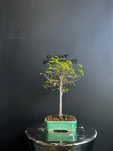 將圖片載入圖庫檢視器 日本🇯🇵欅樹Keyaki Zelkova Serrata (附上影片)
