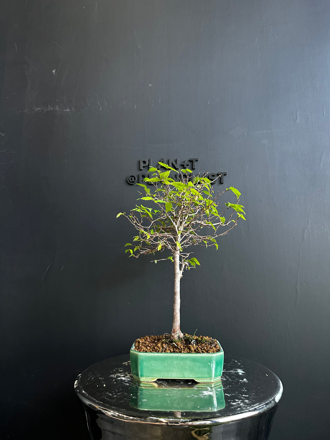 日本🇯🇵欅樹Keyaki Zelkova Serrata (附上影片)
