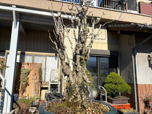 將圖片載入圖庫檢視器 日本🇯🇵逸品 太幹 銀杏Ginkgo Biloba
