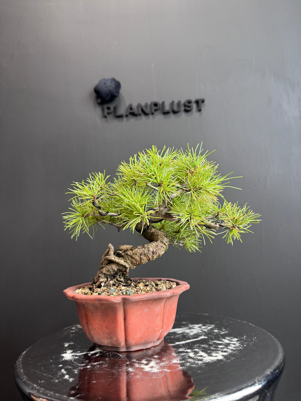 日本五葉松盆景 Japanese White Pine 側面樹形參考