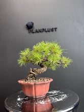 Load images into the gallery viewer Japan🇯🇵Japanese White Pine (with video)
