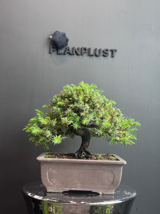 Japan🇯🇵Juniper (Juniperus Rigida) (Video attached)