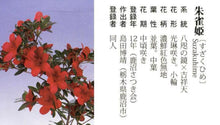 將圖片載入圖庫檢視器 預購日本🇯🇵皐月杜鵑 朱雀姫 Suzakuhemi  Rhododendron Indicum  (附上影片)
